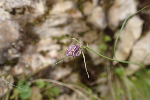 Flax-leaved Bellflower (Campanula carnica)