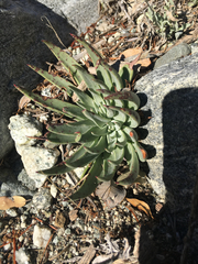 Dudleya saxosa