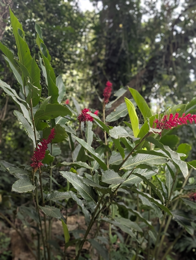 Hạnh phúc – Alpinia purpurata