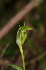 Pterostylis monticola