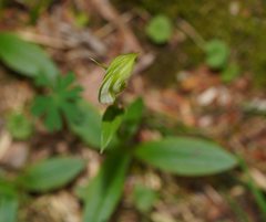 Pterostylis monticola