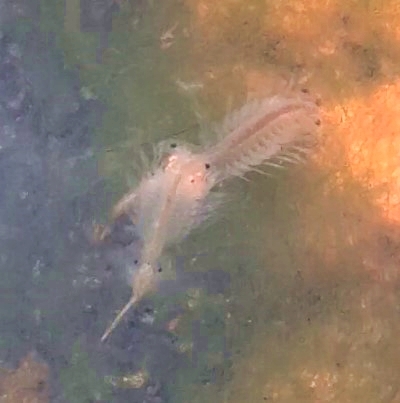 Artemia persimilis Piccinelli & Prosdocimi, 1968