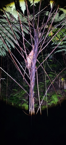 Sphaeropteris assimilis