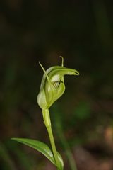 Pterostylis monticola