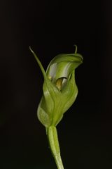 Pterostylis monticola