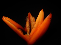 Freycinetia