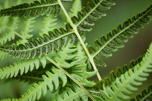 Lemon-scented Fern (Oreopteris limbosperma)
