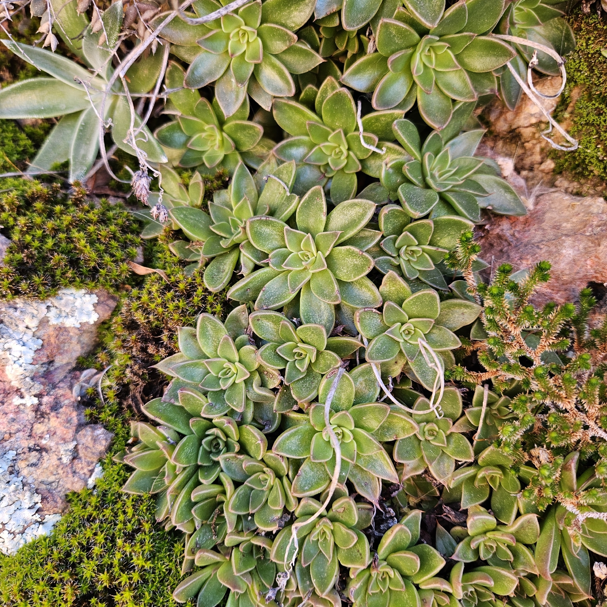 Imagem de Graptopetalum rusbyi