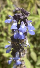 Salvia mocinoi