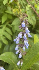 Salvia mocinoi
