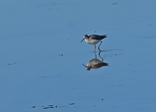 Wood Sandpiper (Tringa glareola), photo 4