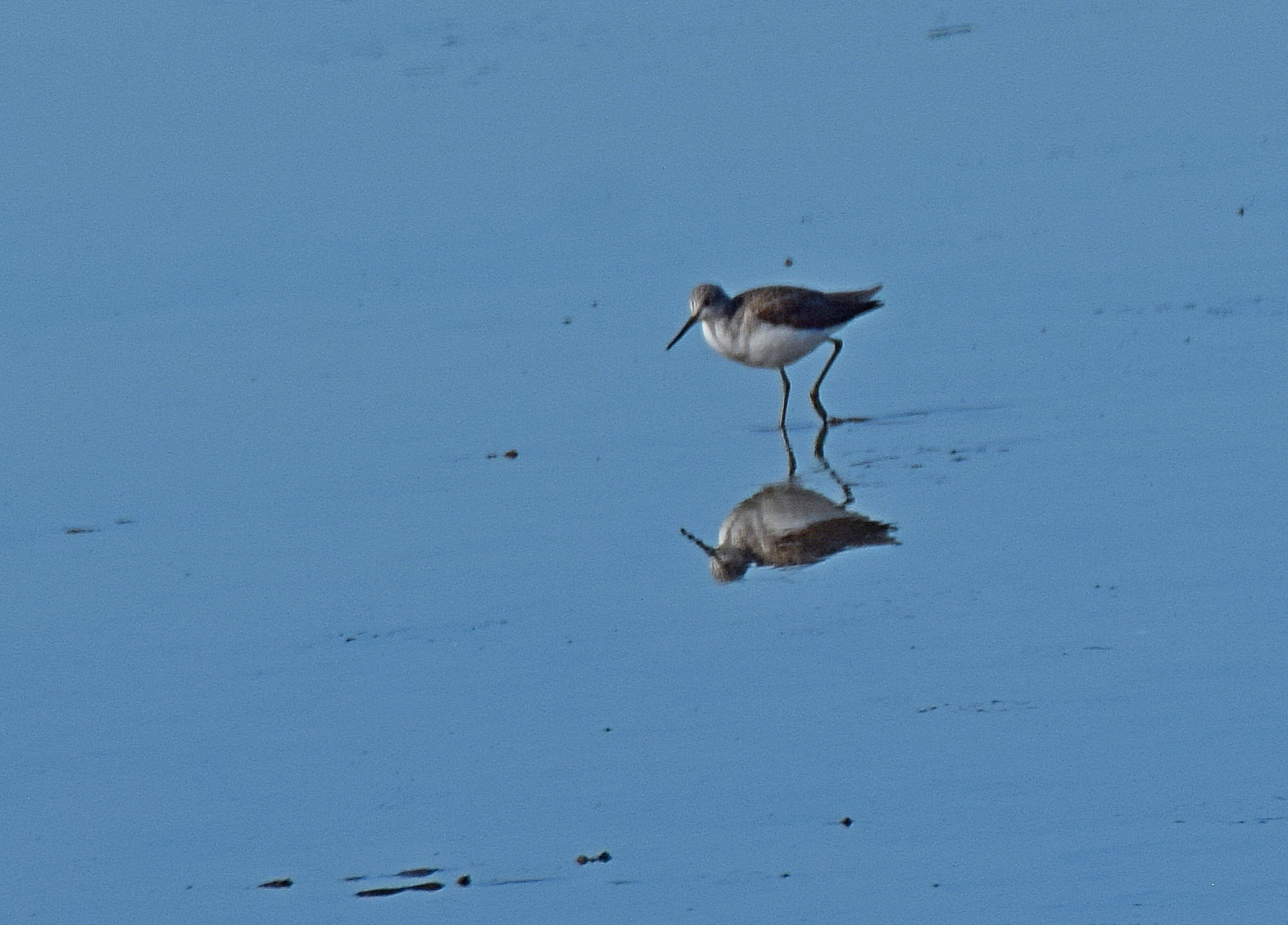 Wood Sandpiper (Tringa glareola), photo 4
