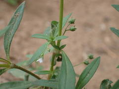 Oldenlandia corymbosa