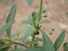 Oldenlandia corymbosa