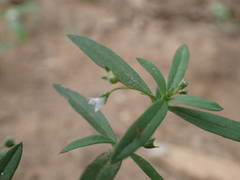 Oldenlandia corymbosa