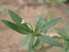 Oldenlandia corymbosa