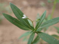 Oldenlandia corymbosa