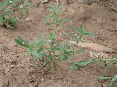 Oldenlandia corymbosa