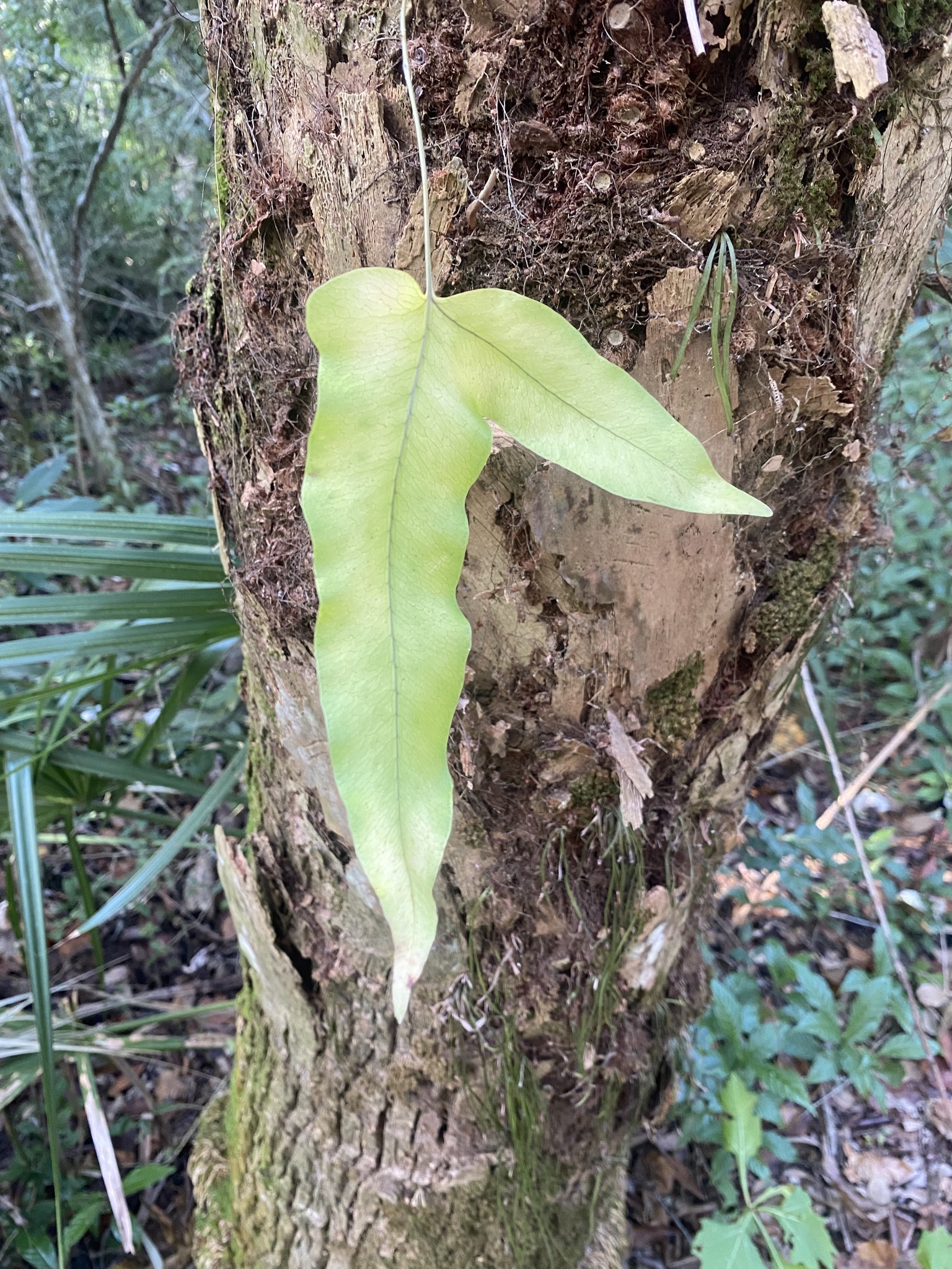 Phlebodium × hemipinnatum Tejero, Mickel & A.R.Sm. 2
