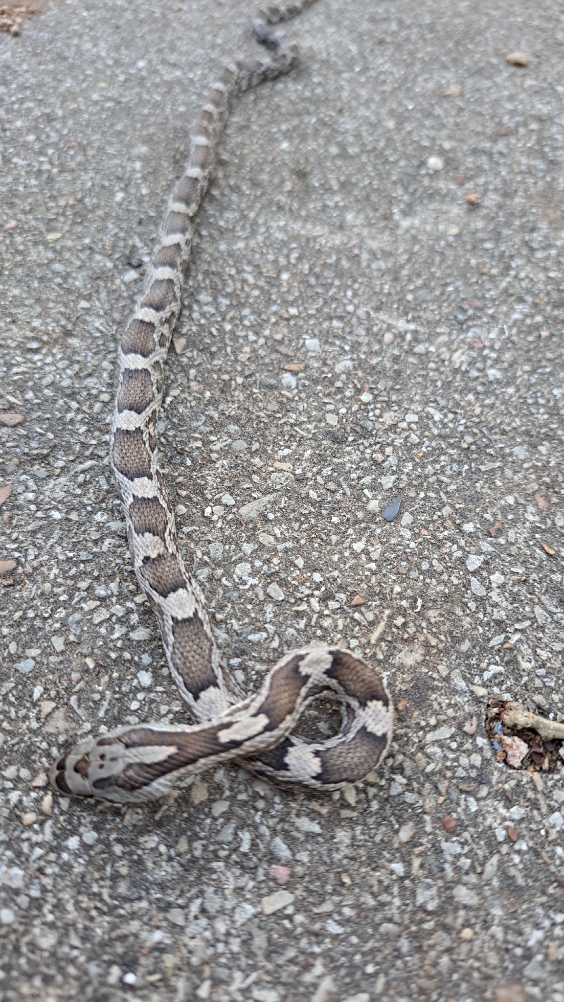 Western Ratsnake in Austin, TX - Slide 5