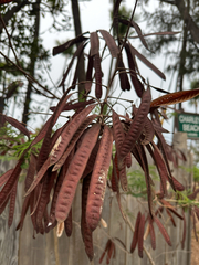 Leucaena leucocephala, recorded fruiting