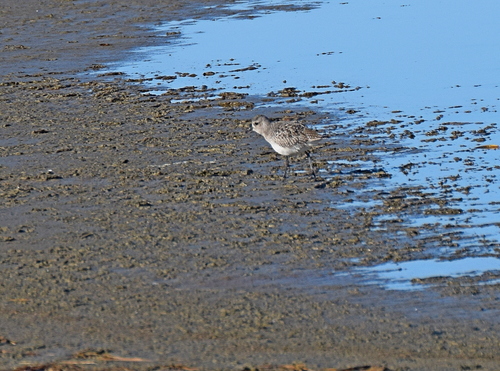 Grey Plover (Pluvialis squatarola), photo 10