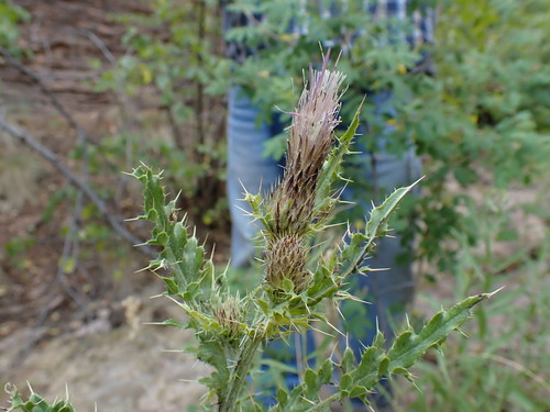 queen thistle (Cirsium chellyense)