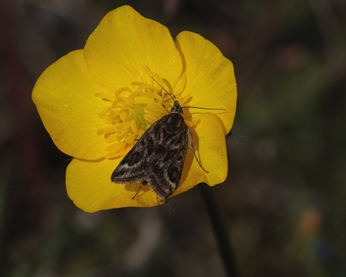 Loxostege manualis