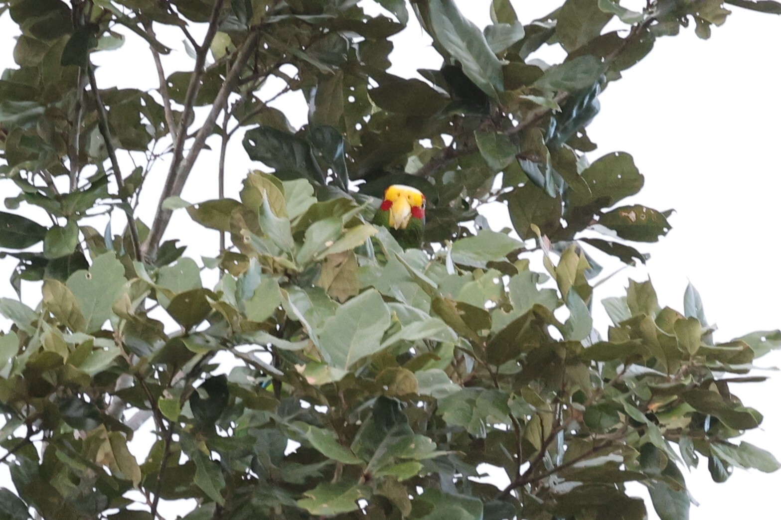 Yucatan Amazon (Amazona xantholora), photo 2