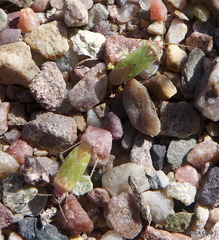 Pseudopsallus puberus