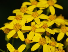 Senecio linearifolius