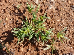 Gisekia pharnaceoides