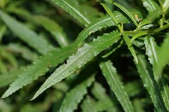 Senecio linearifolius