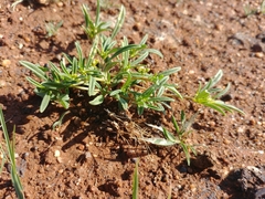 Gisekia pharnaceoides