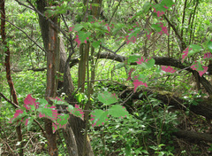 Acalitus longisetosus