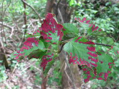 Acalitus longisetosus