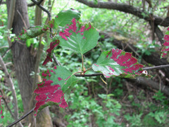 Acalitus longisetosus