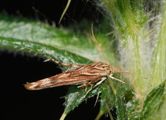 Stathmopoda cephalaea