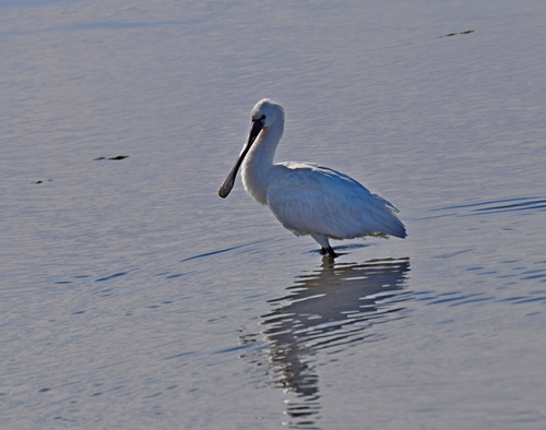 Eurasian Spoonbill (Platalea leucorodia), photo 5