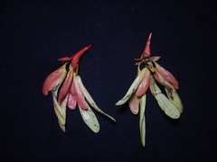 Pterocymbium tinctorium