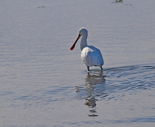 Eurasian Spoonbill (Platalea leucorodia), photo 6
