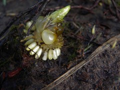 Fritillaria camschatcensis