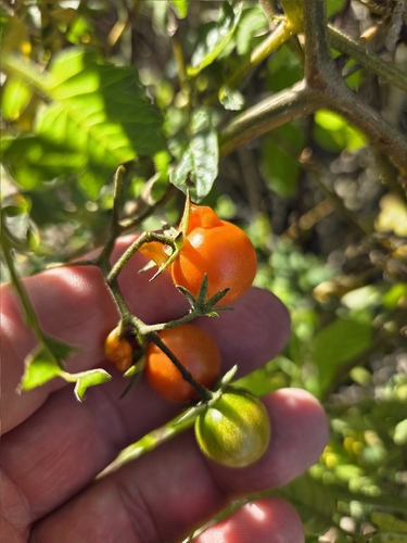 iNaturalist observation photo of tomato