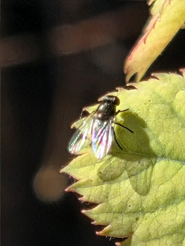 iNaturalist observation photo of Chrysotus