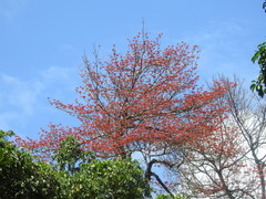 Pterocymbium tinctorium