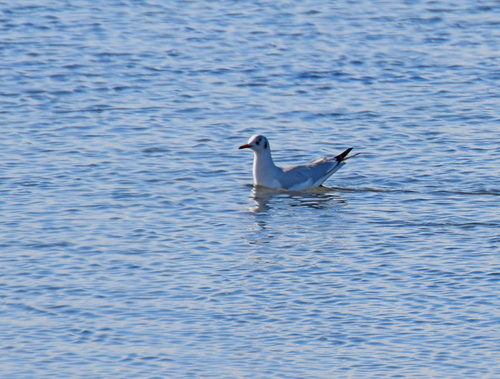 Slender-billed Gull (Chroicocephalus genei), photo 2