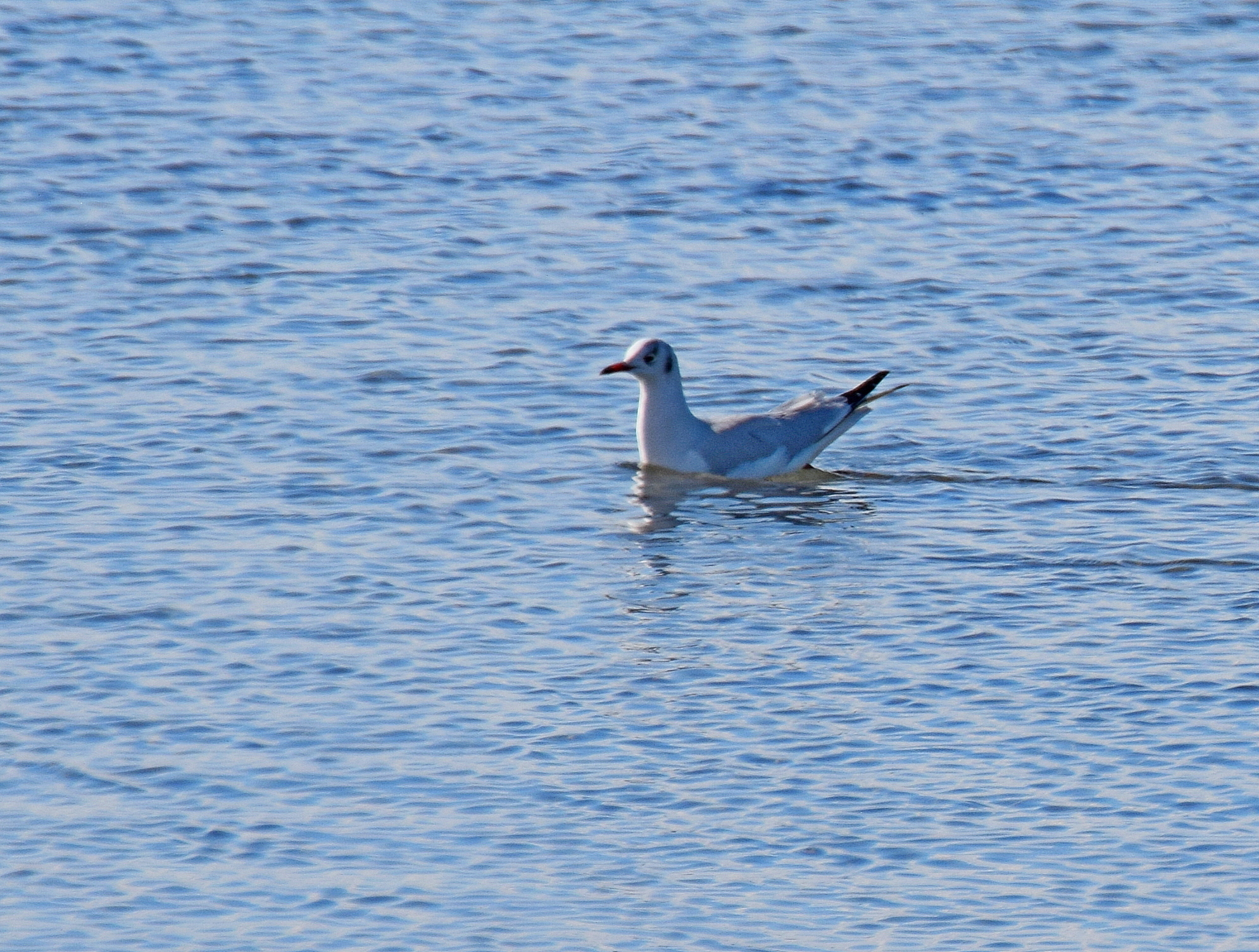Slender-billed Gull (Chroicocephalus genei), photo 2