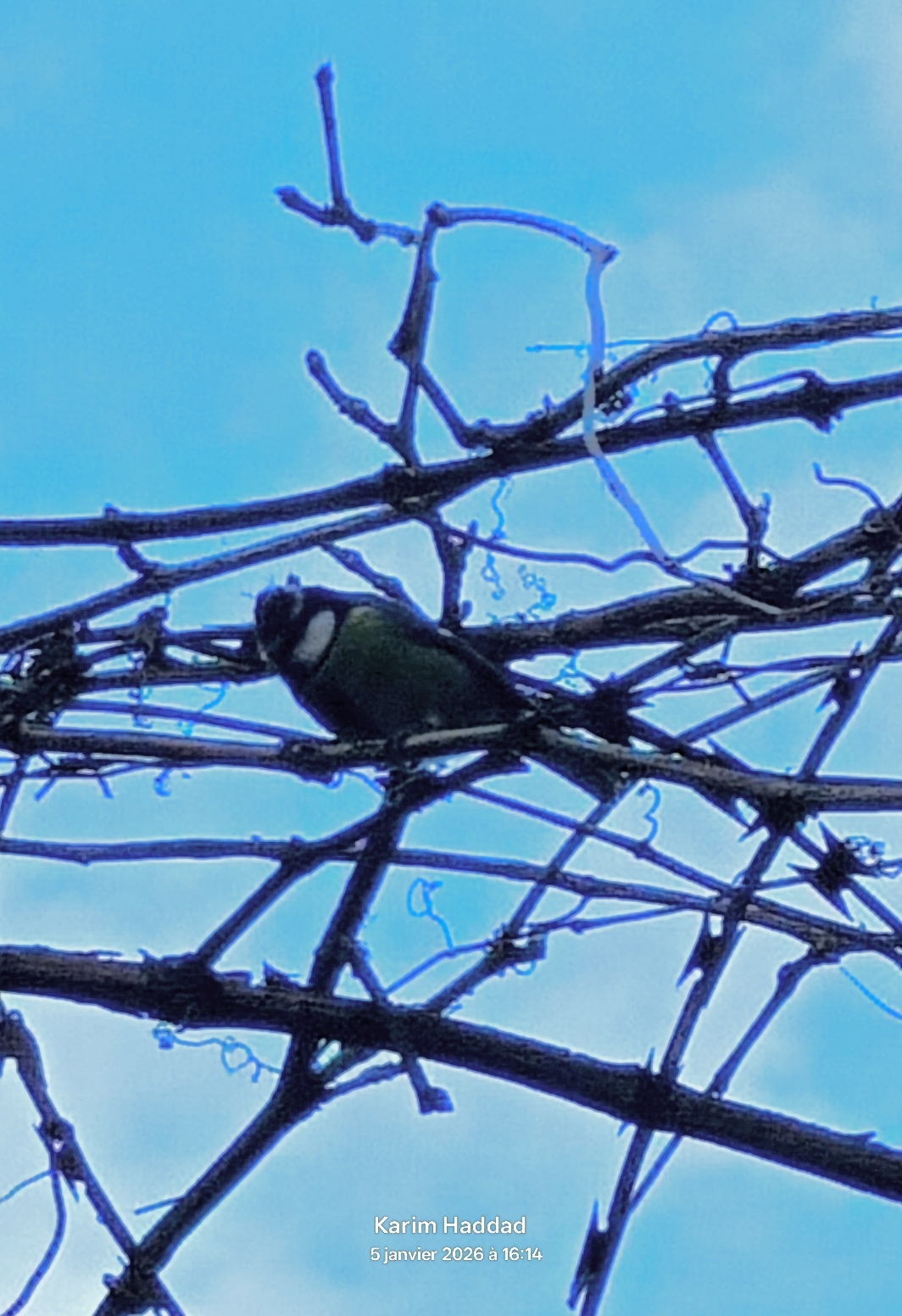 African Blue Tit (Cyanistes teneriffae), photo 1