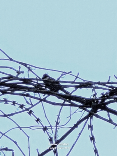 African Blue Tit (Cyanistes teneriffae), photo 2