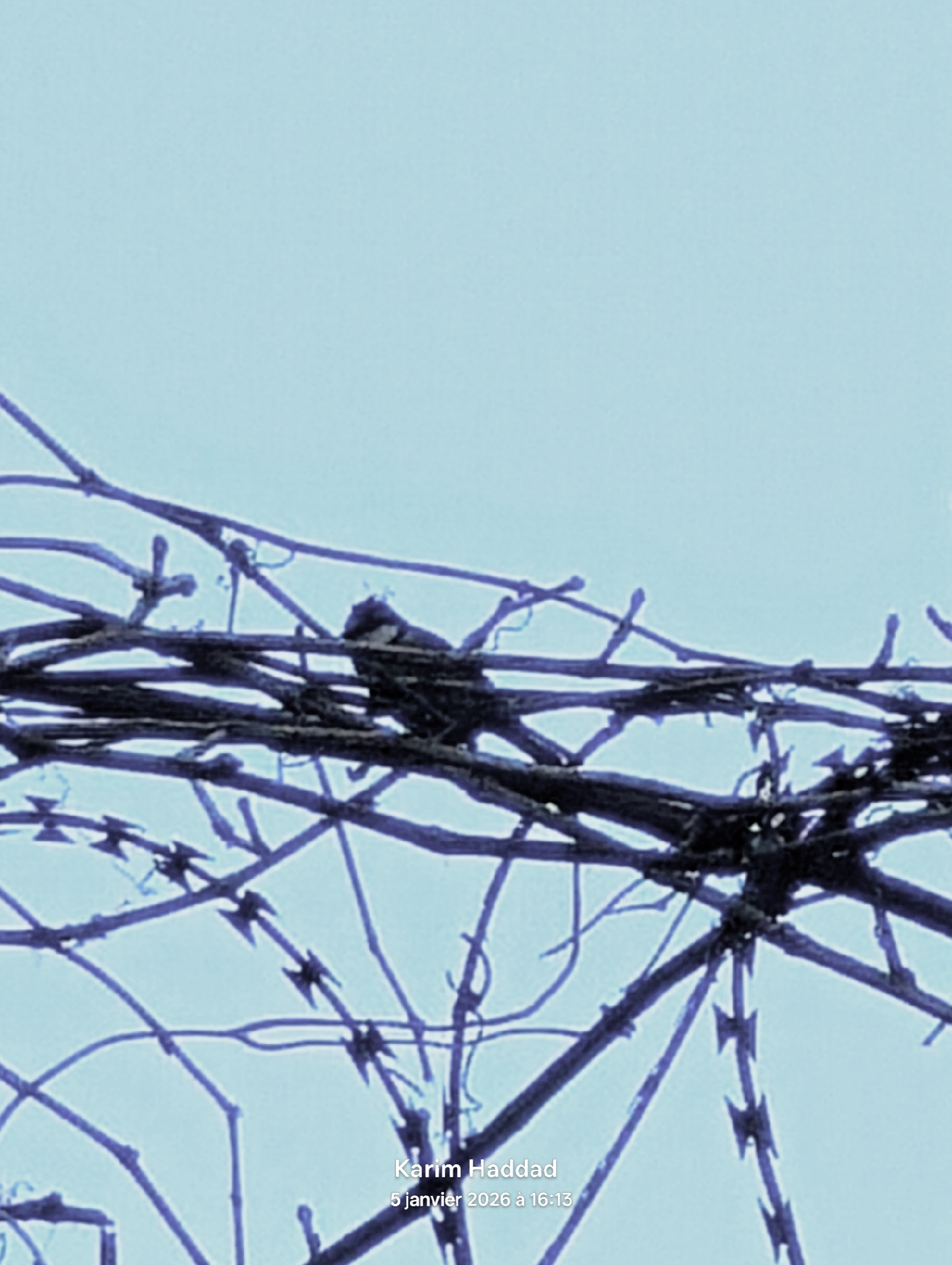 African Blue Tit (Cyanistes teneriffae), photo 2